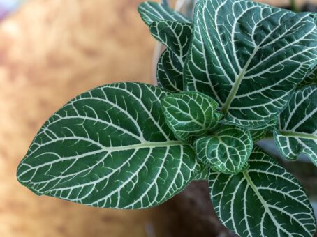 Fittonia – planta discretă și colorată