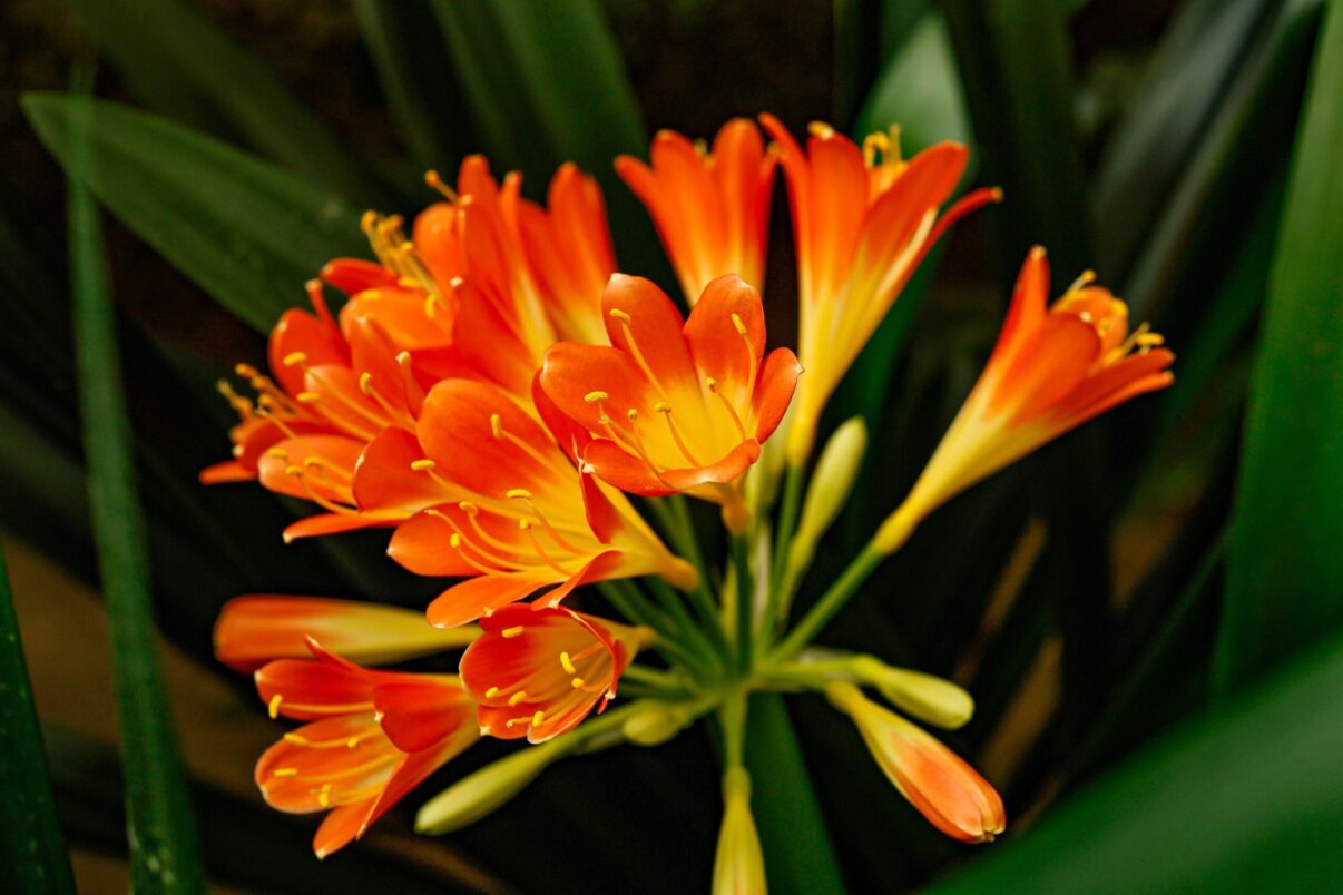 Clivia și secretele îngrijirii ei, pentru viață lungă și flori bogate