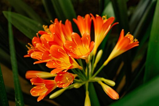 Clivia și secretele îngrijirii ei, pentru viață lungă și flori bogate