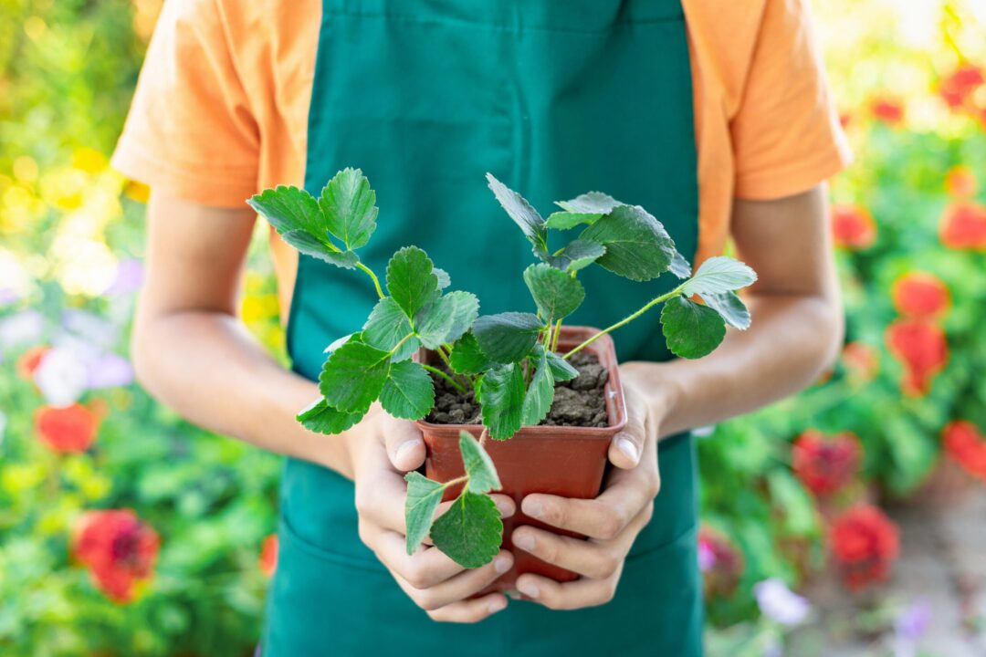 Poți crește căpșuni în interior? Iată care sunt secretele