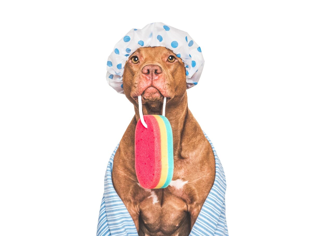 Iată câte utilizări pot avea obișnuiții bureți de baie