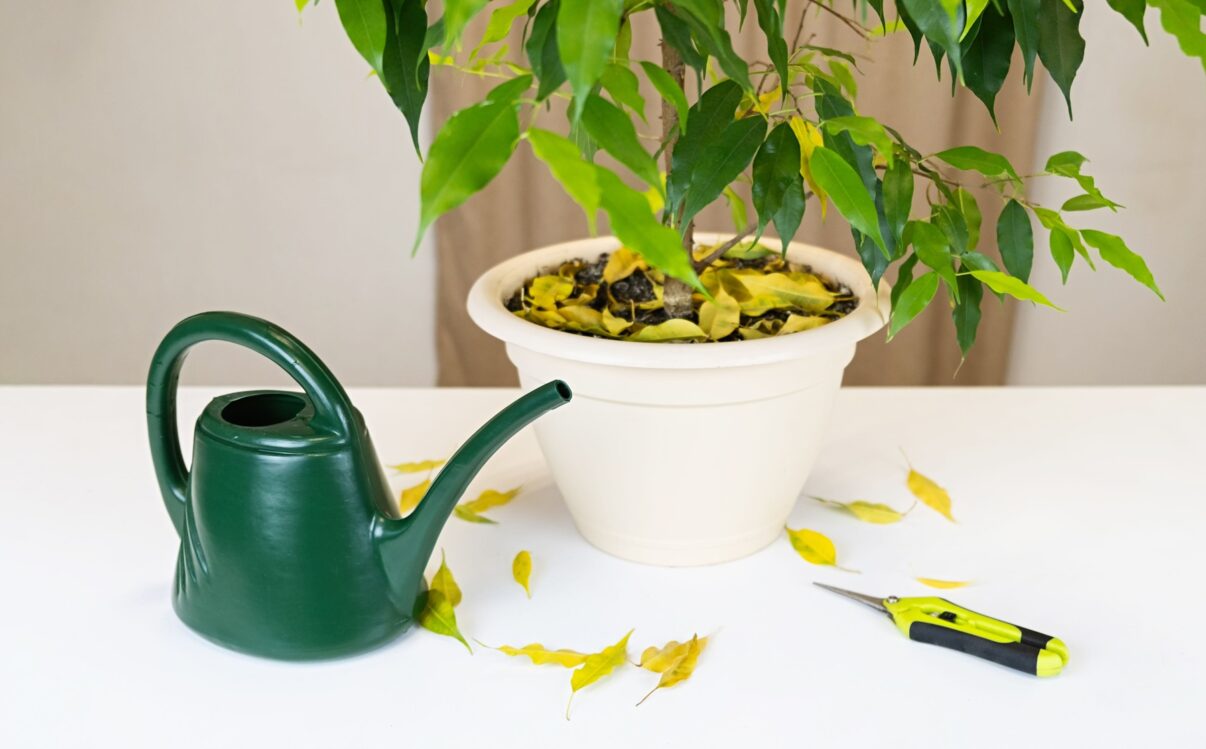 Cum uzi plantele iarna. Trucuri de urmat pentru plante sănătoase