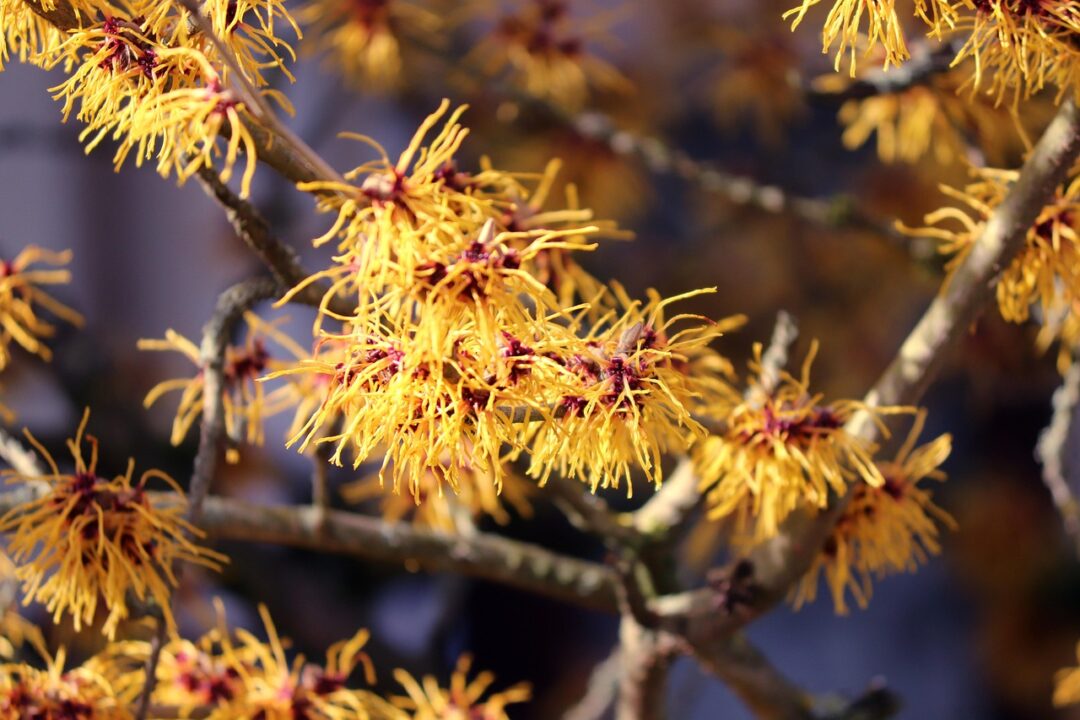 Hamamelis – minunea de iarnă din grădinile noastre