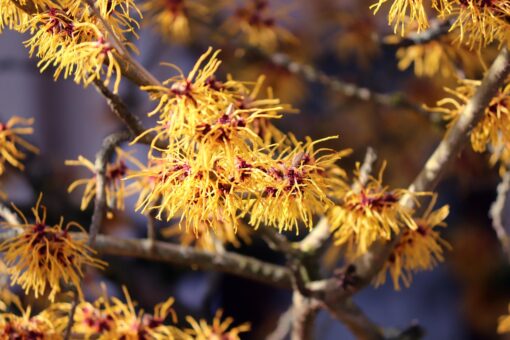 Hamamelis – minunea de iarnă din grădinile noastre