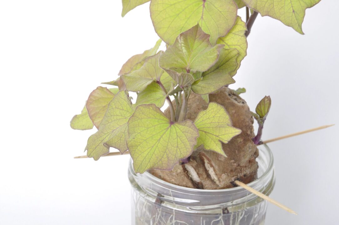 Cartoful dulce: leguma surprinzător de versatilă și gustoasă