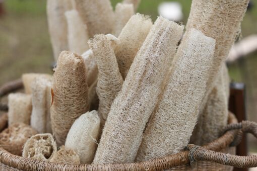 Lufa – planta care poate porni o afacere profitabilă