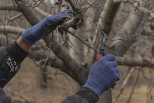 Ce pomi tundem în februarie și cum