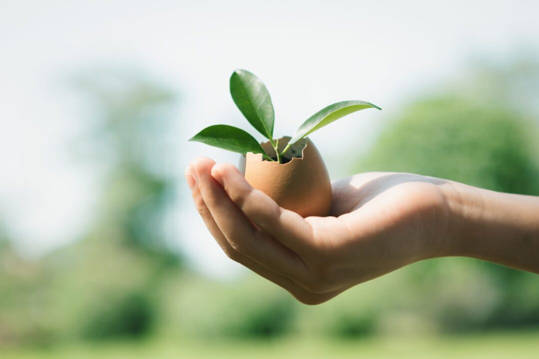 Nimic nu se aruncă, ci se refolosește: resturi de alimente de folos în grădină