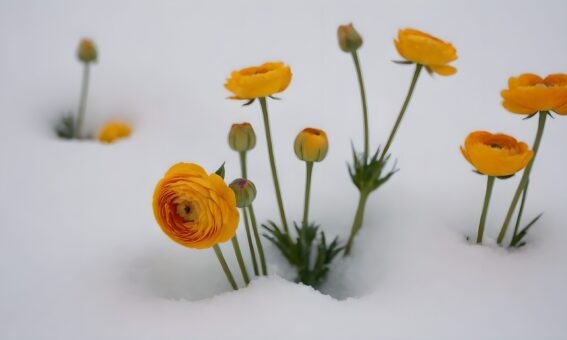 Ranunculus – surprinzătoarea floare care păstrează florile și iarna