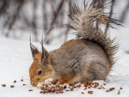 Ajutor pentru prietenii din grădină: ce putem face pentru ei iarna