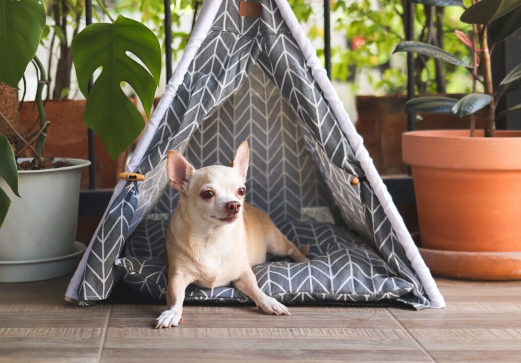 Iată ce poți face cu pernele vechi: idei de folos în orice casă