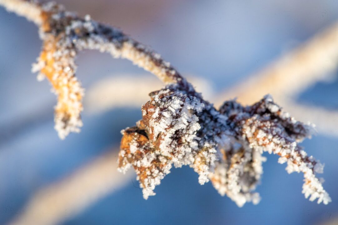 Tunderea de iarnă pentru glicina: cum se face corect