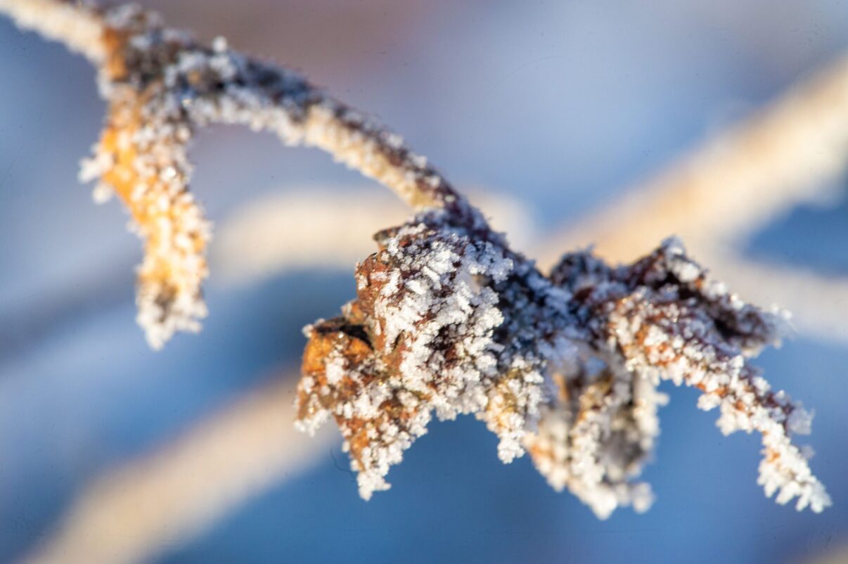 Tunderea de iarnă pentru glicina: cum se face corect