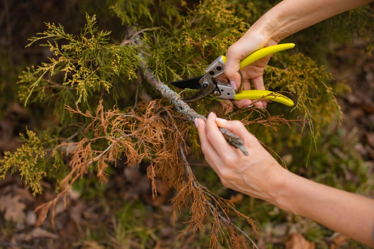 De ce se usucă tuia și cum prevenim acest lucru