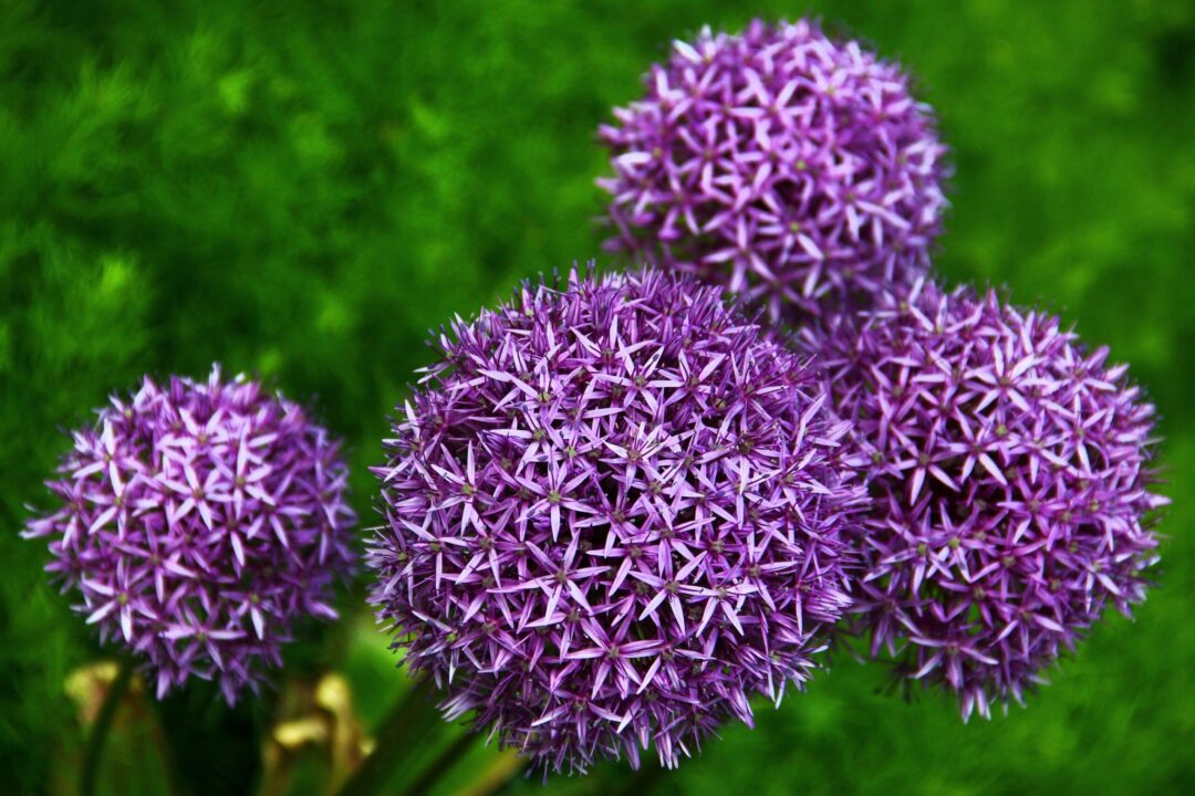 Ceapa decorativă: de la legumă, la nivelul următor de frumusețe în grădini