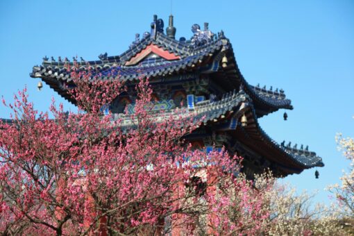 Călătorie virtuală în China: aici au înflorit deja prunii