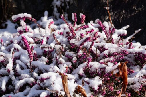 Viața în grădină după îngheț: cum știi că plantele au supraviețuit