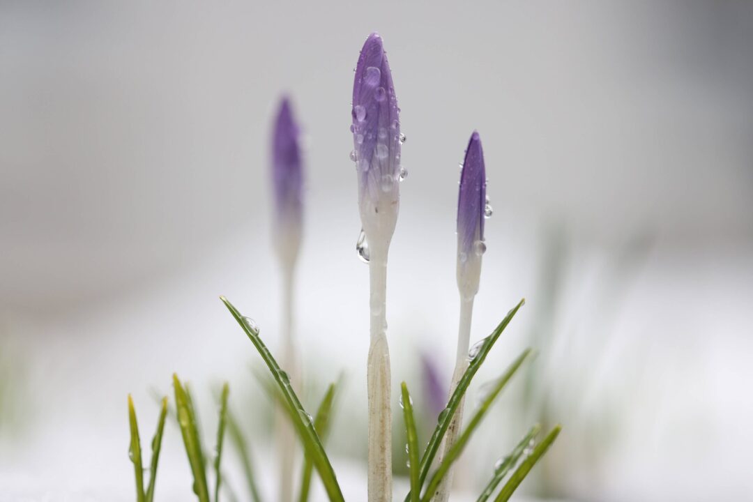 Brândușele și frumusețea lor delicată. Cum le cultivi în grădină