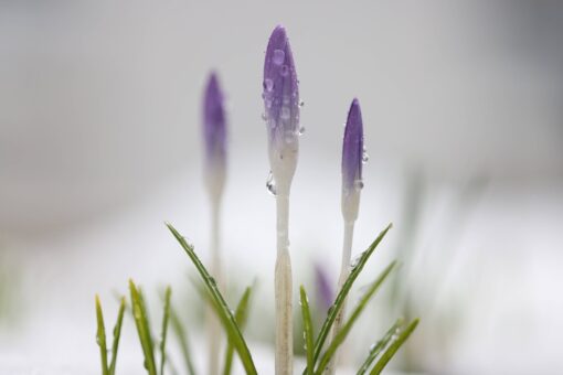 Brândușele și frumusețea lor delicată. Cum le cultivi în grădină