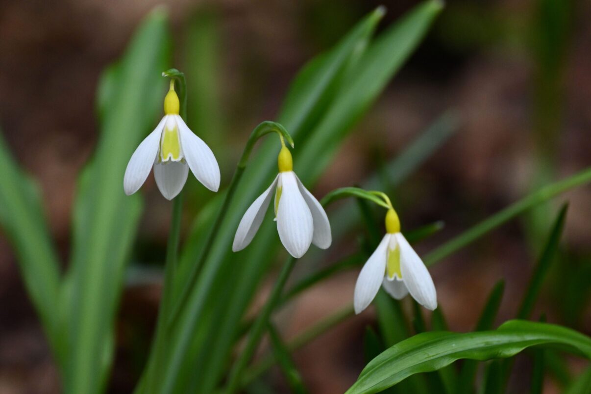 Ghioceii galbeni: minunea rară și scumpă a primăverii