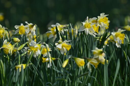 Narcisele și frumusețea lor primăvăratică