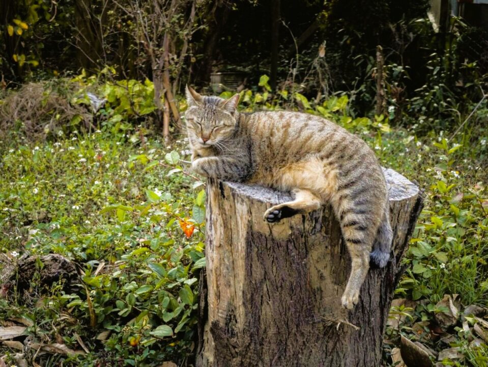 Ai tăiat copacul, a rămas rădăcina; iată cum scapi de ea