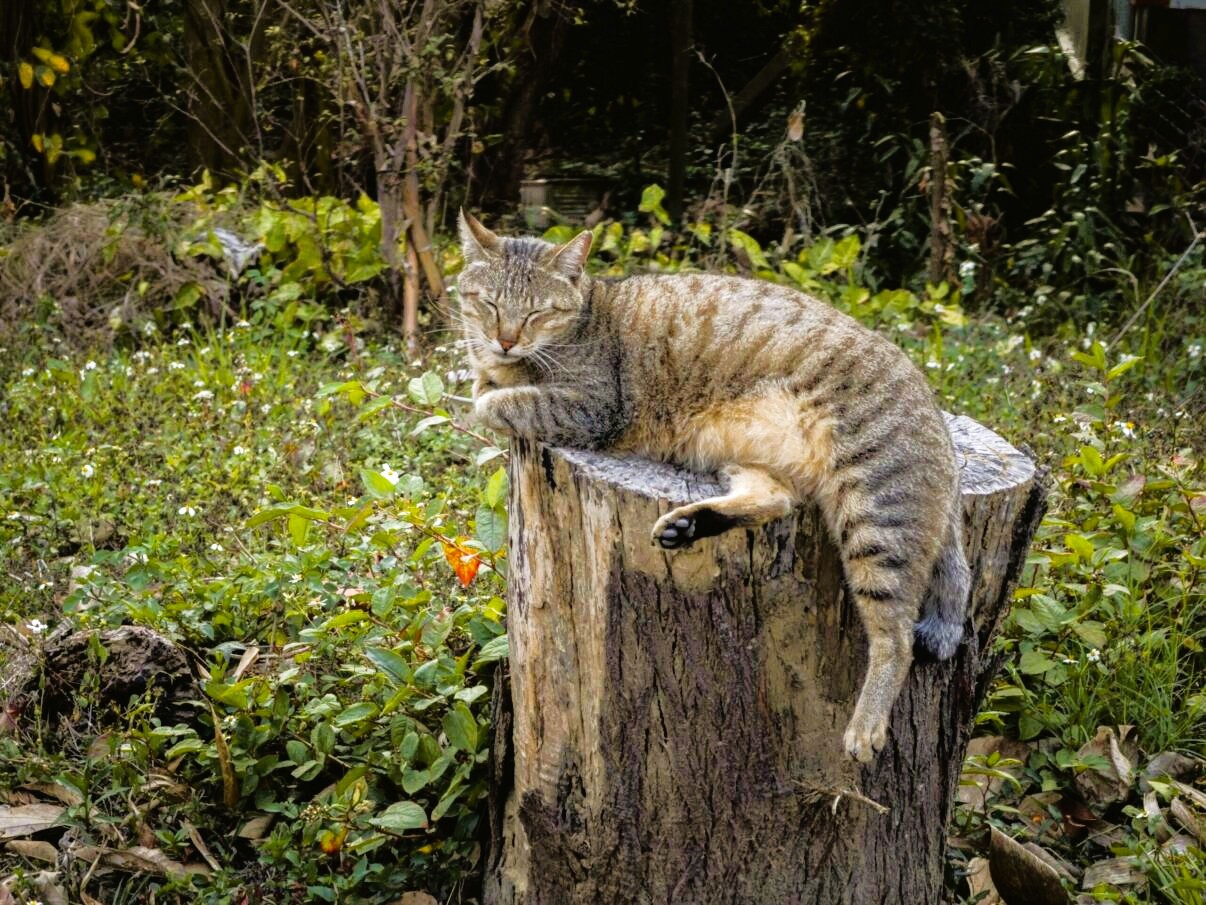 Ai tăiat copacul, a rămas rădăcina; iată cum scapi de ea