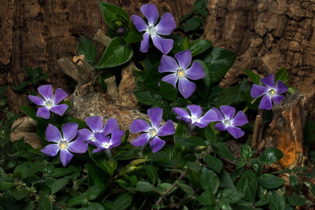 Verde iarna, înflorită primăvara: vinca cu flori violet
