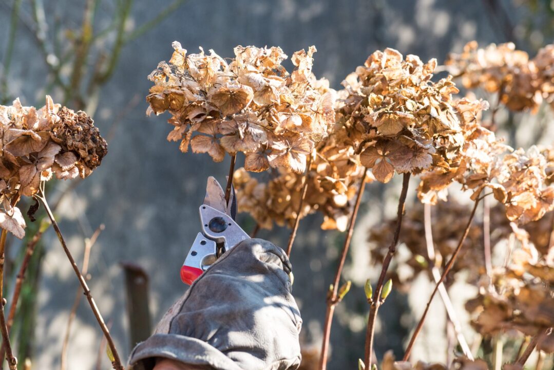 Tunderea hortensiilor – sfaturi de urmat pentru o înflorire abundentă