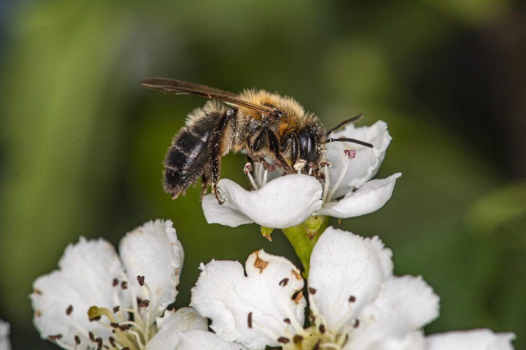 Flori de primăvară pentru albine, în grădini și în balcoane