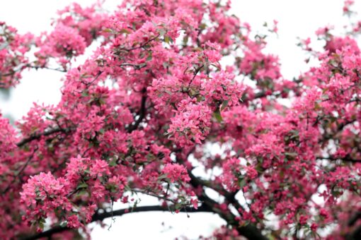 Acești pomi înfloresc superb primăvara