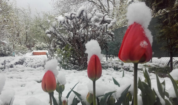 Pericol de îngheț? Cum protejezi grădina în miez de primăvară