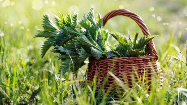 Urzica, regina înțepăcioasă a plantelor, dar oferă beneficii nebănuite
