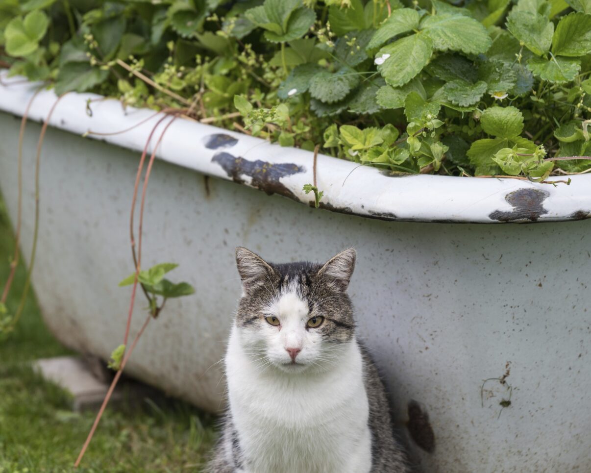 Cum reciclezi cada de baie. Idei creative accesibile oricui