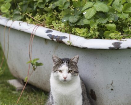 Cum reciclezi cada de baie. Idei creative accesibile oricui