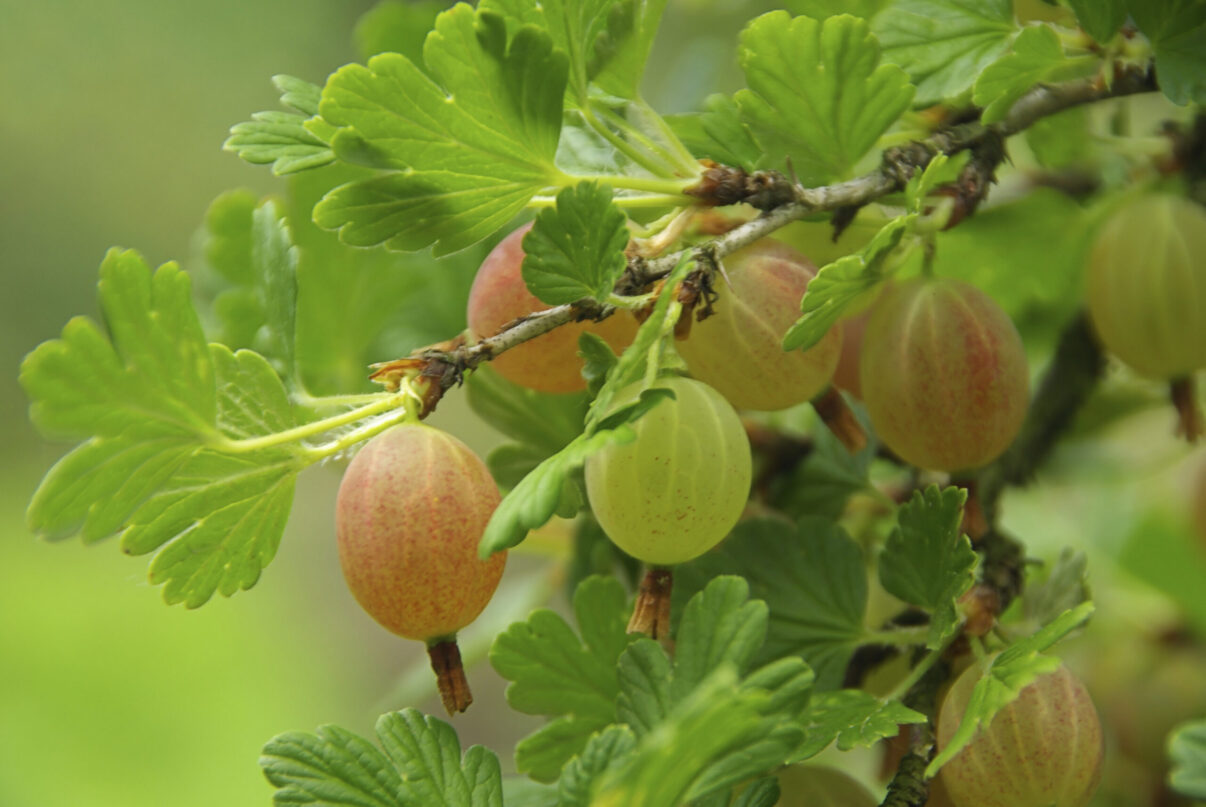 Arbuști pentru grădinarii de oraș: agrișul