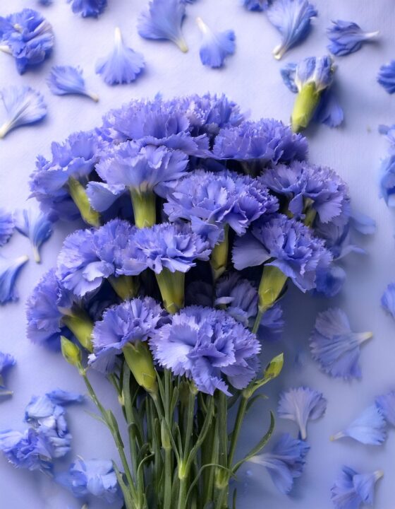 Secretul florilor colorate acasă: cum schimbi culoarea florilor