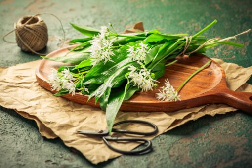 Leurda și proprietățile ei uimitoare. Cum o cultivi în grădină