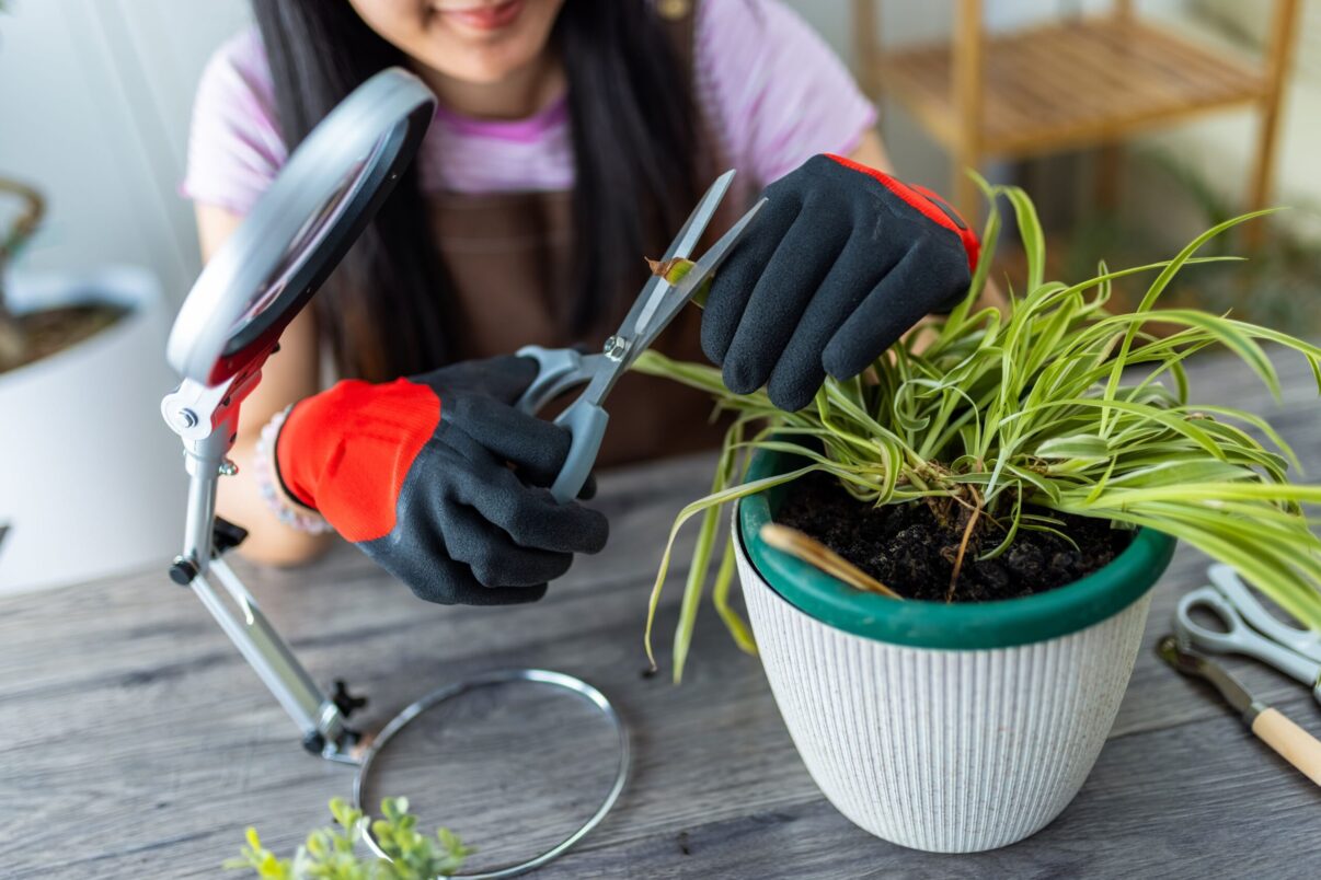 Și plantele de apartament se tund primăvara. Iată care și cum