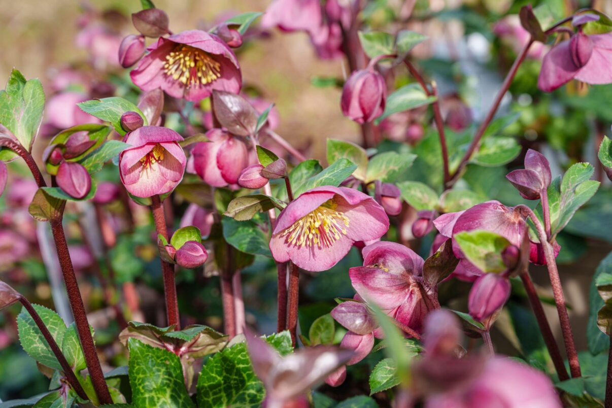 Spânzul sau trandafirul de iarnă. Cum îl crești în grădină