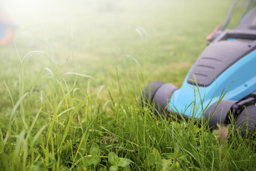 Gazonul și calendarul îngrijirii lui primăvara: sfaturi de îngrijire pentru o iarbă deasă