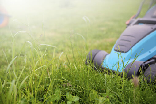 Gazonul și calendarul îngrijirii lui primăvara: sfaturi de îngrijire pentru o iarbă deasă