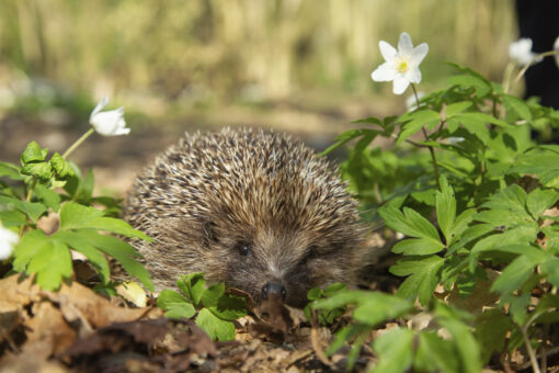Grădina prietenoasă cu aricii: cum protejăm aceste mici vietăți
