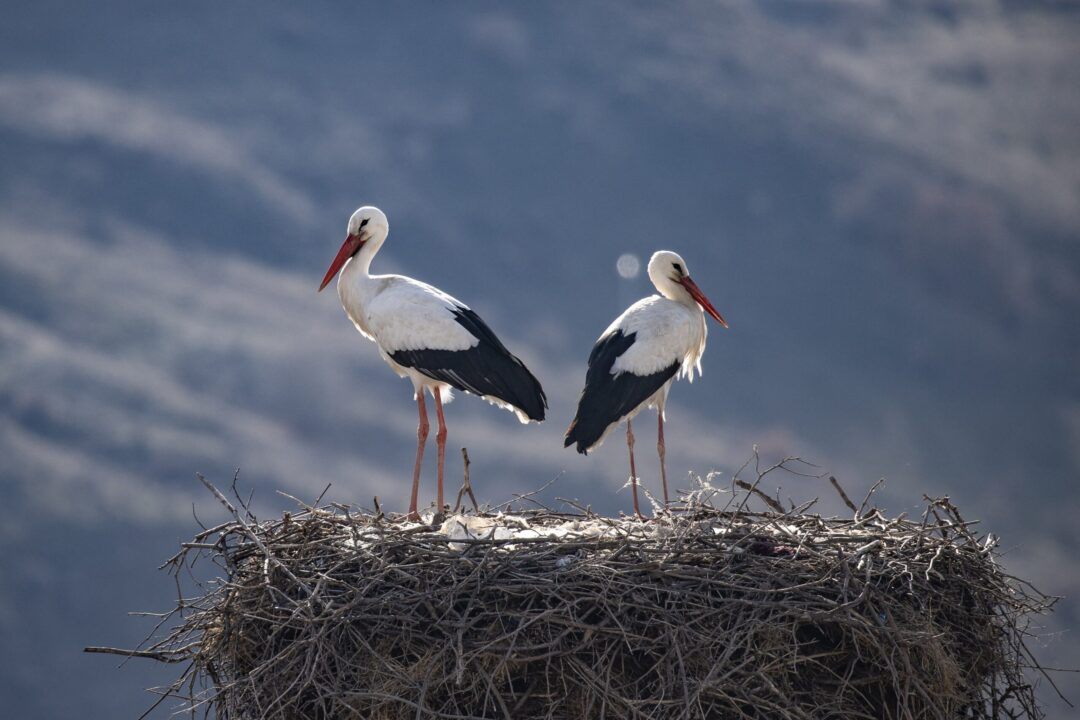Se întorc berzele! Ce putem face pentru ele primăvara