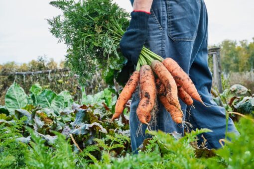 Secrete de cultivare pentru cei mai gustoși morcovi