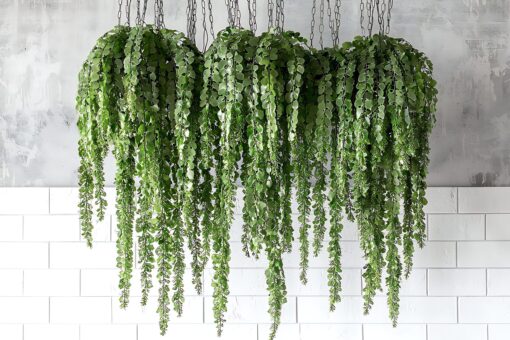 Frumusețe la înălțime: plante de apartament în ghivece suspendate