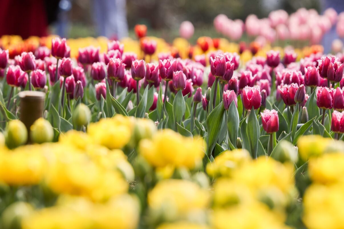 Parada lalelelor colorate, la Grădina botanică din Crimeea (galerie foto)
