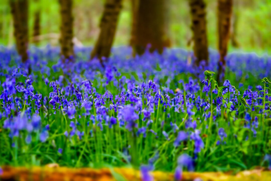 Cum arată o pădure înflorită violet (galerie foto)