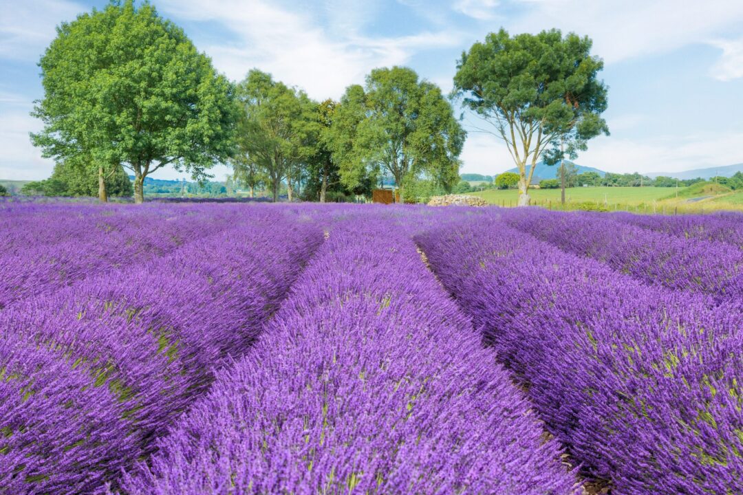 Cele mai frumoase grădini înflorite din Europa (galerie foto)