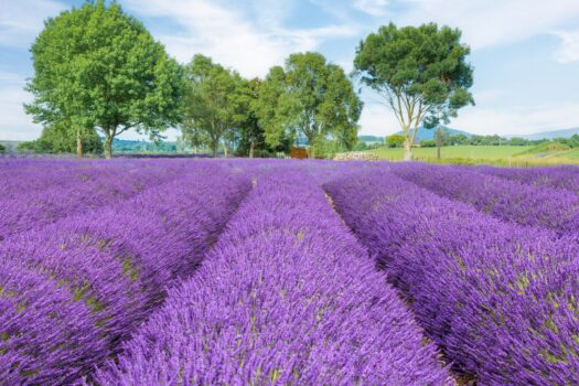 Cele mai frumoase grădini înflorite din Europa (galerie foto)